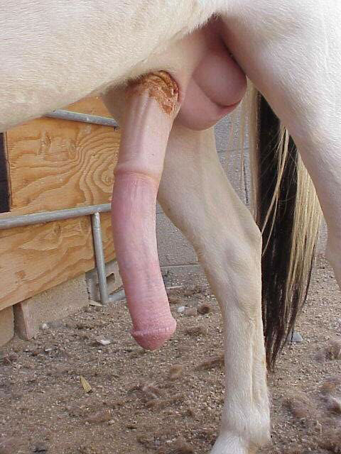 Horse Dick Cum