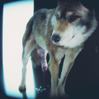 aadenwolf的化身