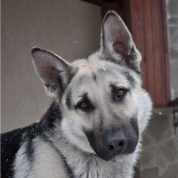 TransMascRobin Avatar