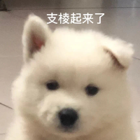 大鸡狗 Avatar