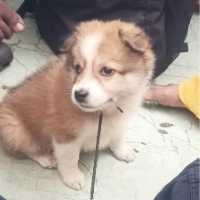 Doglove_123's Avatar