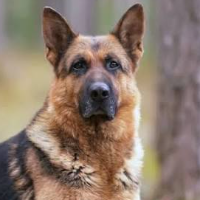 takeshi9595的化身