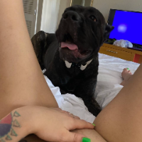 Unlimitedk9的化身