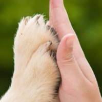 DogknottingBaby Avatar