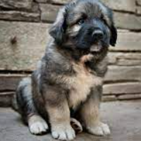 arminhund Avatar