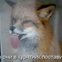 foxLucky Avatar