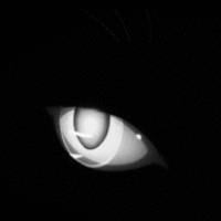 ineedadog Avatar