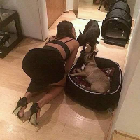 addictedtobigdogs777的化身