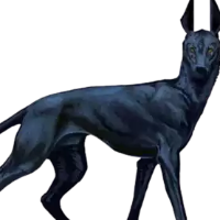 knn20 Avatar