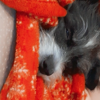 ilovepuppy Avatar