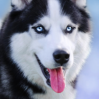 husky Avatar