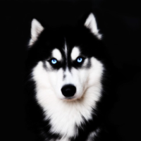 husky的化身