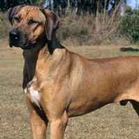 Knottyozdaddy Avatar