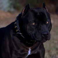 bigdog69 Avatar