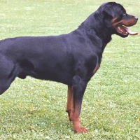 andybik9 Avatar