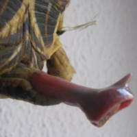 Zoopervertida Avatar