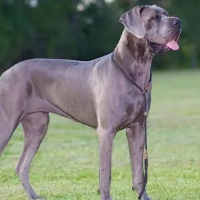 thedog的化身