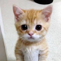 Porcelainraft Avatar