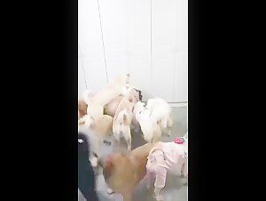 girl with many dogs - BestialitySexTaboo -  Bestiality Sex Taboo