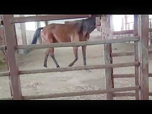 Team Russia Petlove – Masha with Horse - BestialitySexTaboo -  Bestiality Sex Taboo