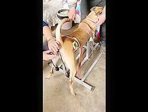 Female dog orgasm during insemination BestialitySexTaboo