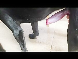 Dog handjob 2 - BestialitySexTaboo -  Bestiality Sex Taboo