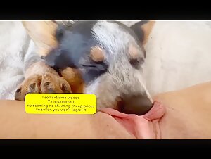 morning licking - BestialitySexTaboo -  Bestiality Sex Taboo