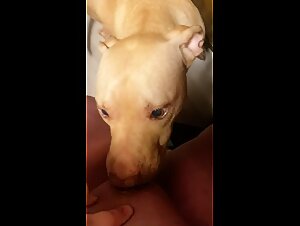 Pt2 of dog licking teen pussy - BestialitySexTaboo -  Bestiality Sex Taboo